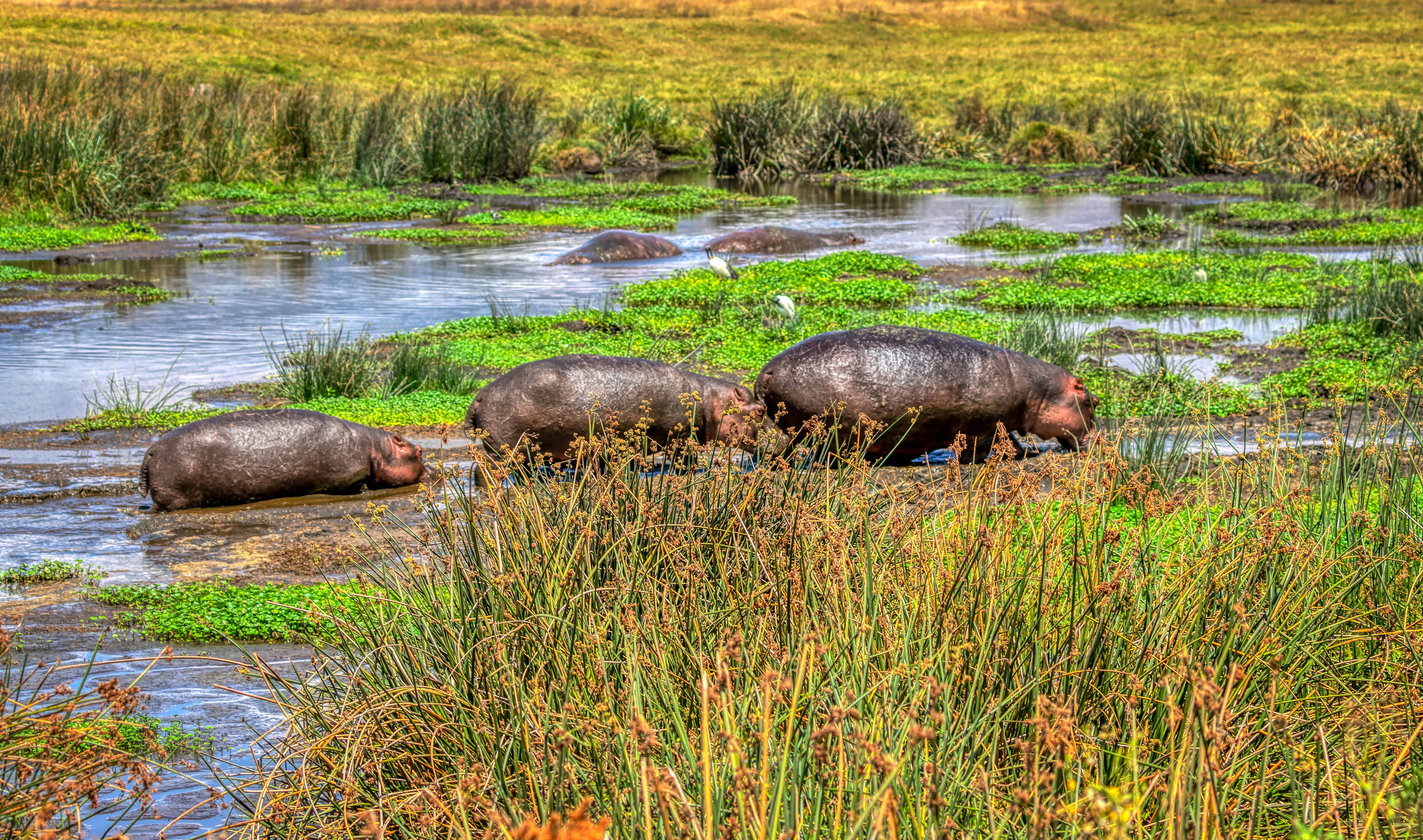 3 Days Tanzania Safari covering Tarangire, Ngorongoro Crater, and Lake Manyara