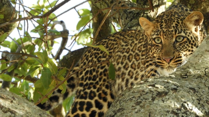 5 Days Tanzania Safari