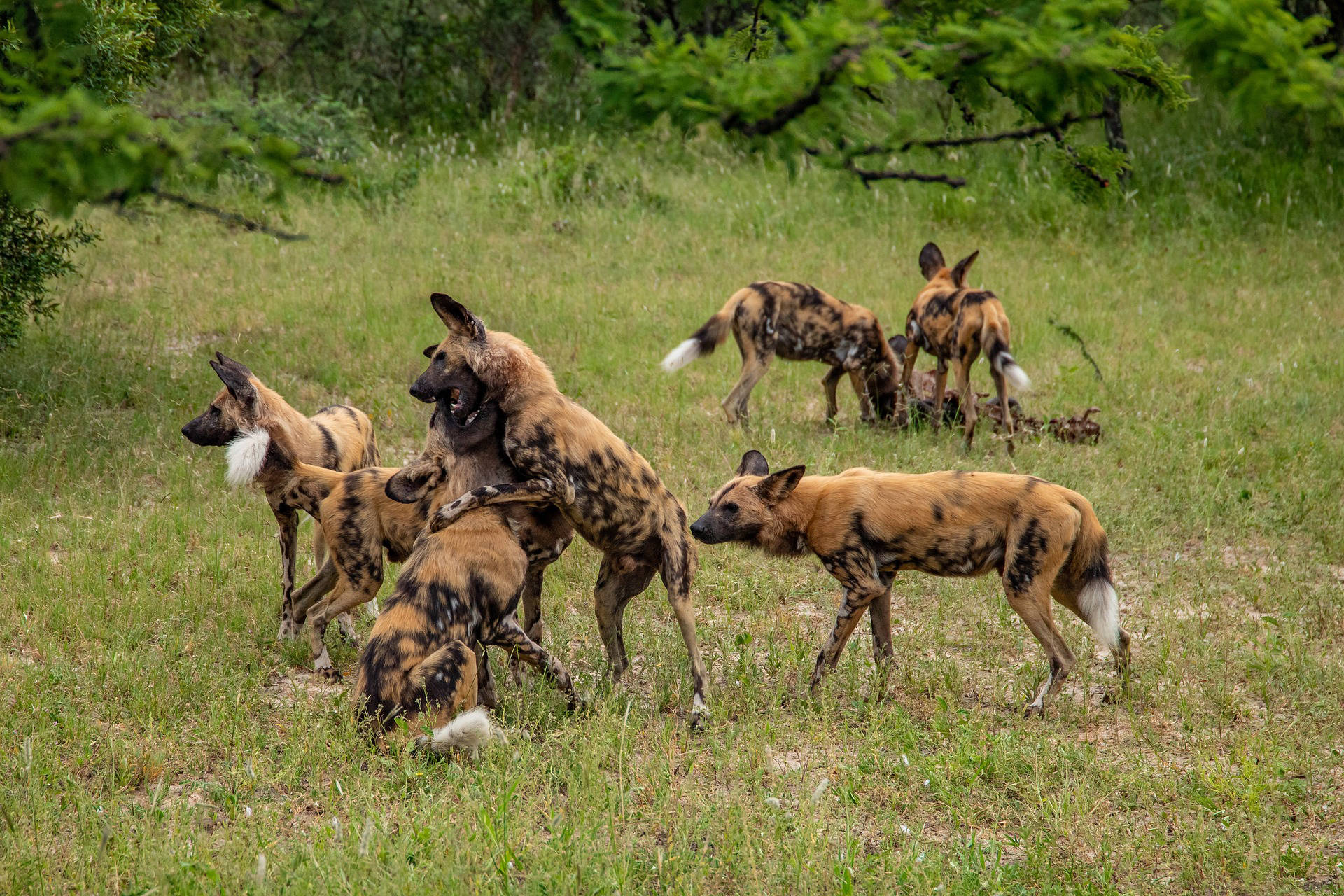 Mkomazi National Park
