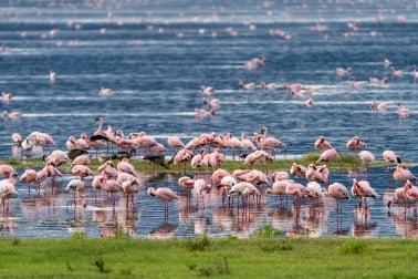 4 Days Safari Serengeti