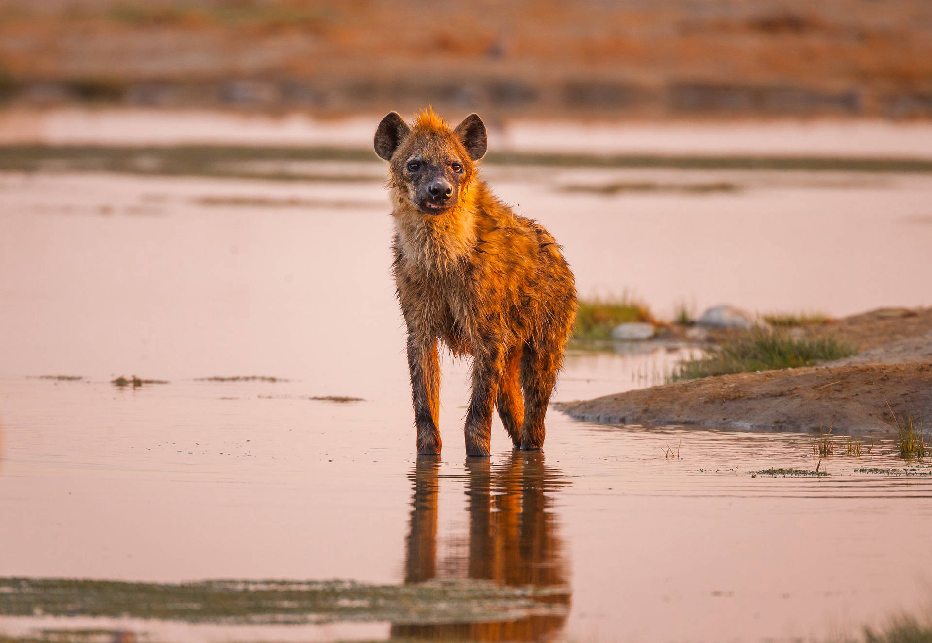 Ruaha National Park