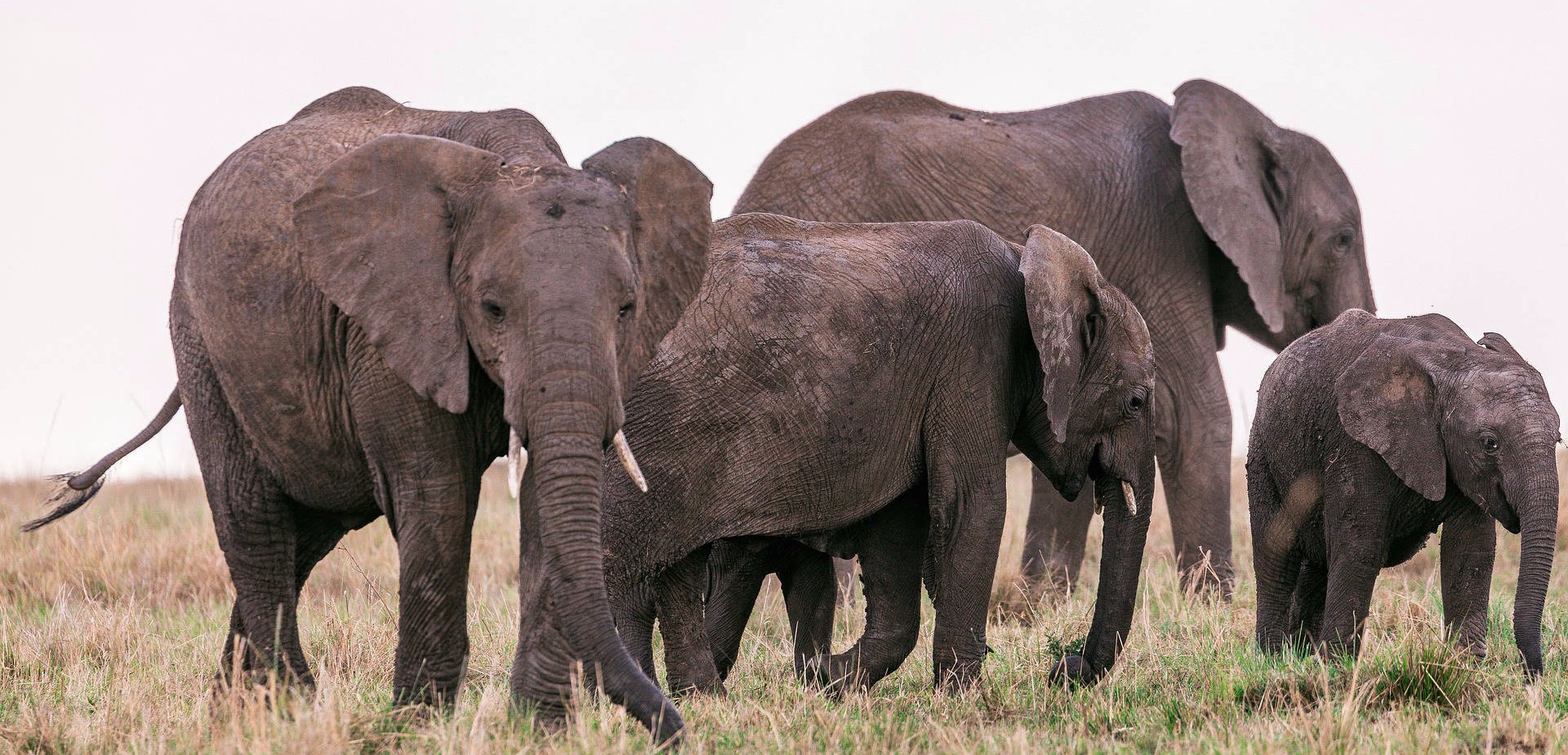 Selous Game Reserve