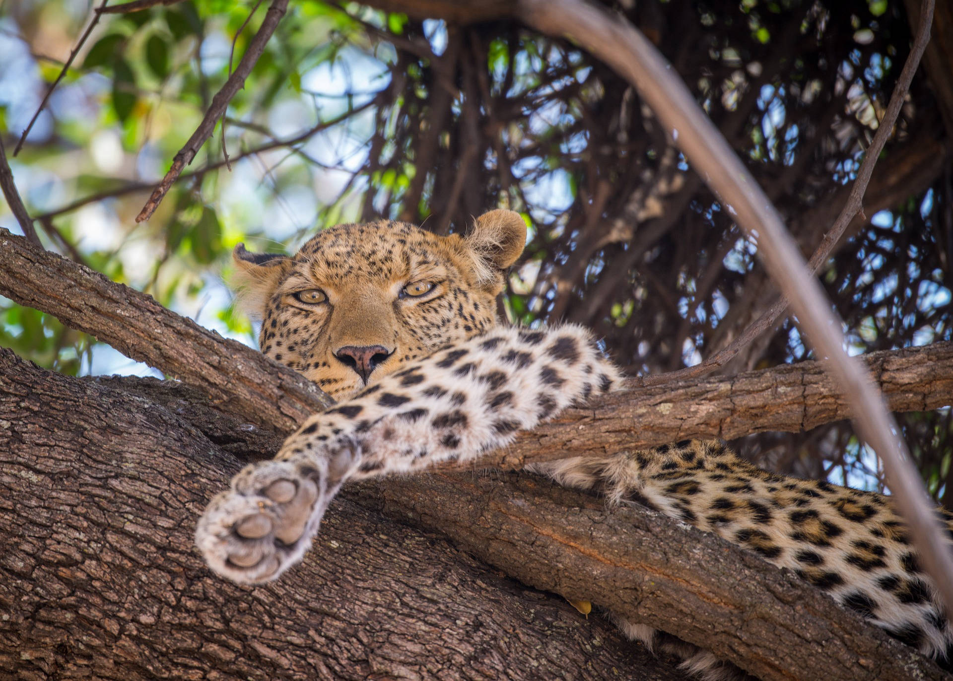 Tanzania Safaris